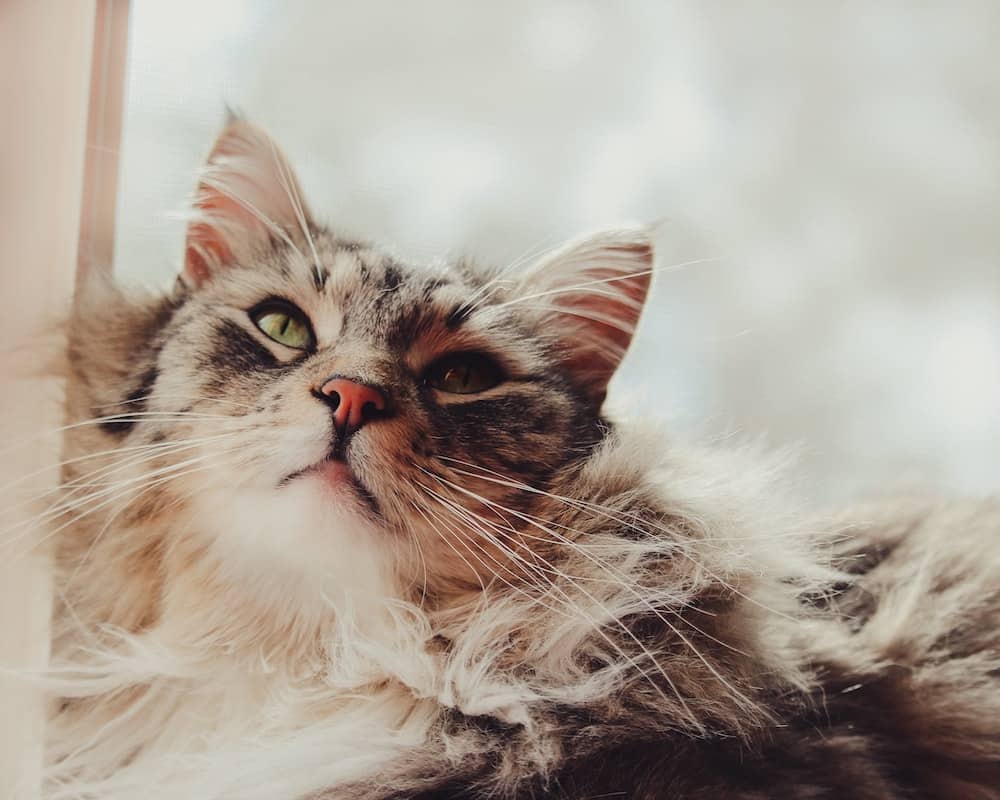 kitties