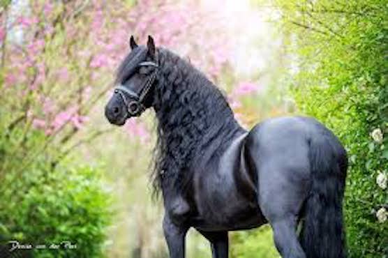 friesian horse