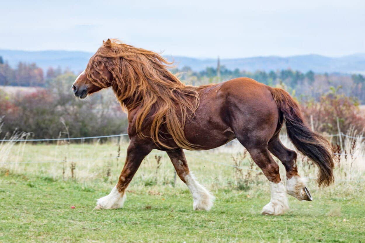 Percheron The French Gentle Giant
