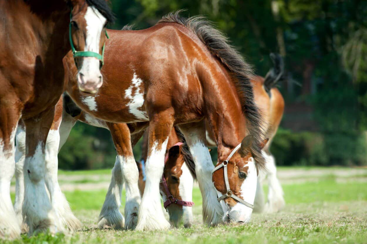 clydesdale horse