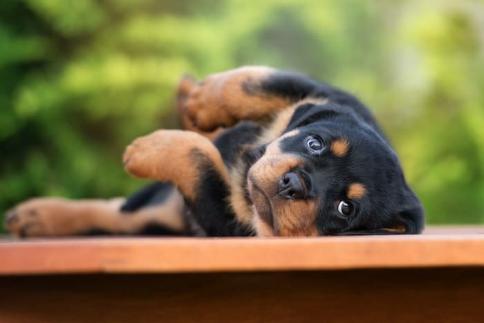 rottweiler puppies
