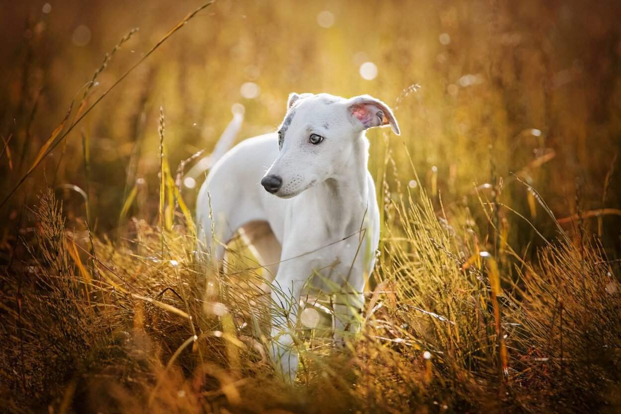 whippet