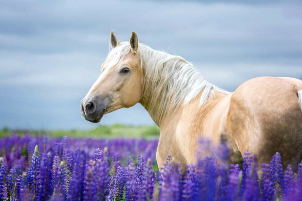 Palomino Horse: How To Identify A True Palomino