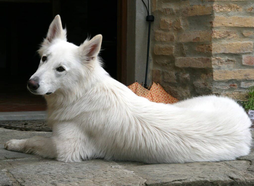 white german shepherd