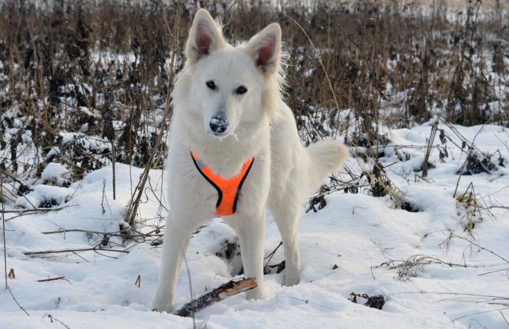 white german shepherd