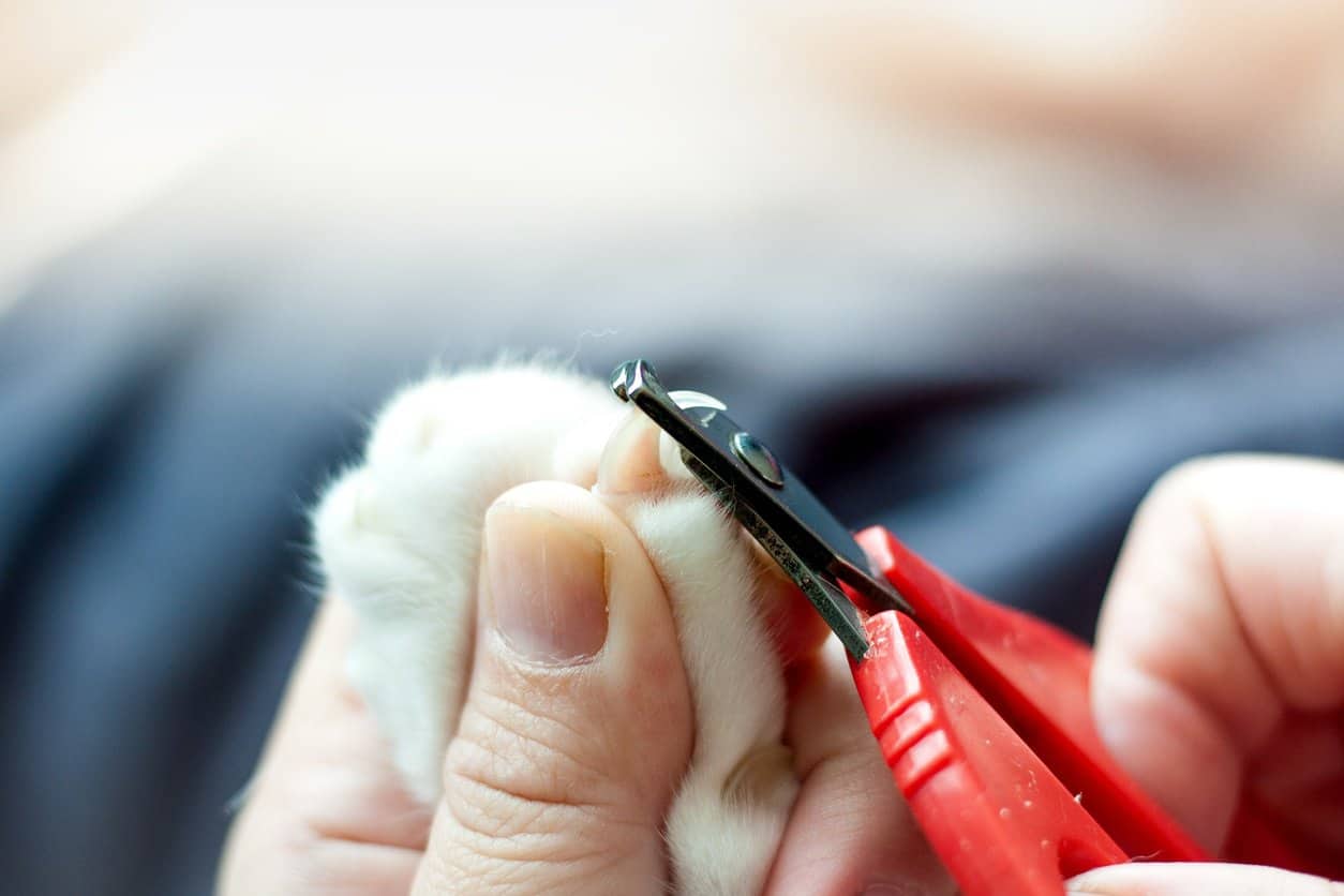 How to Restrain a Cat to Cut Claws