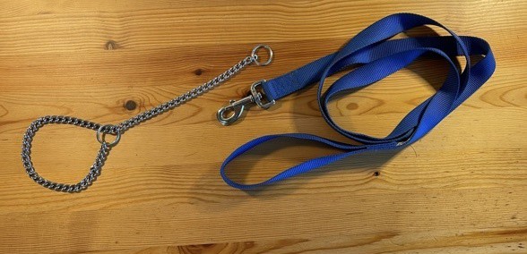 Using a choke chain to train a dog