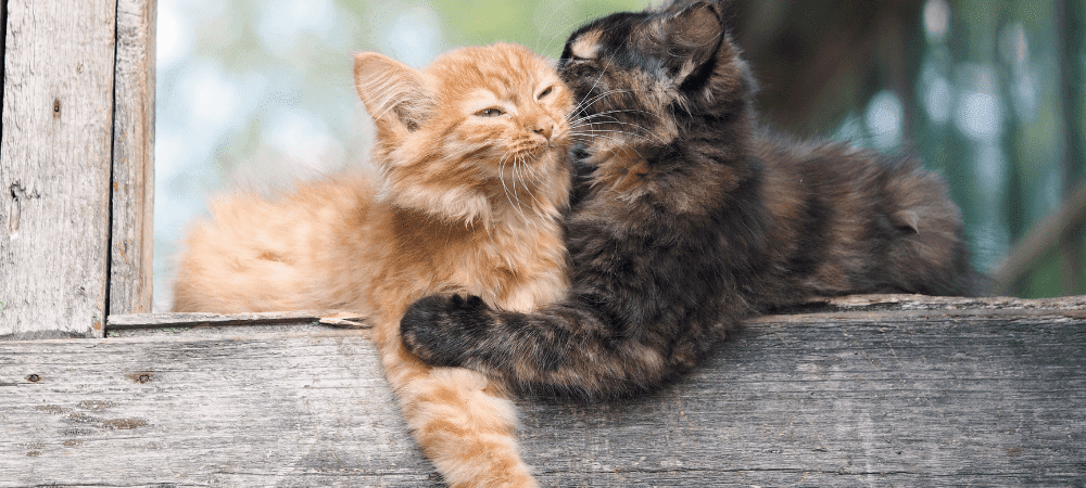 why do cats groom each other then bite
