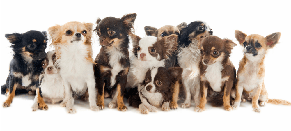 facts about chihuahuas