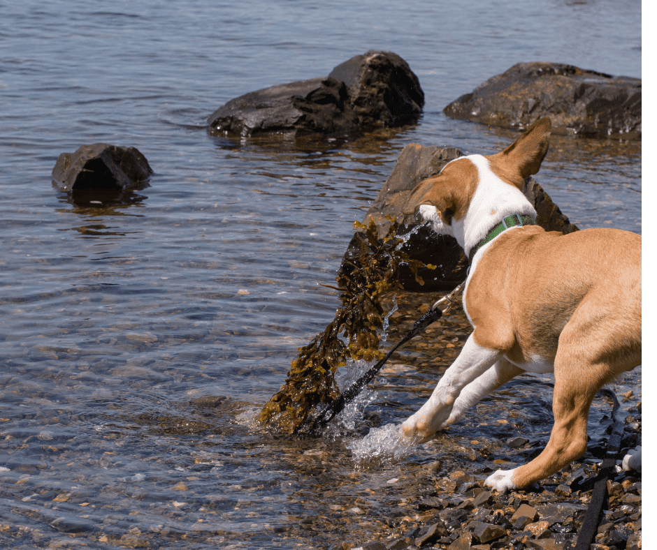 can dogs eat seaweed