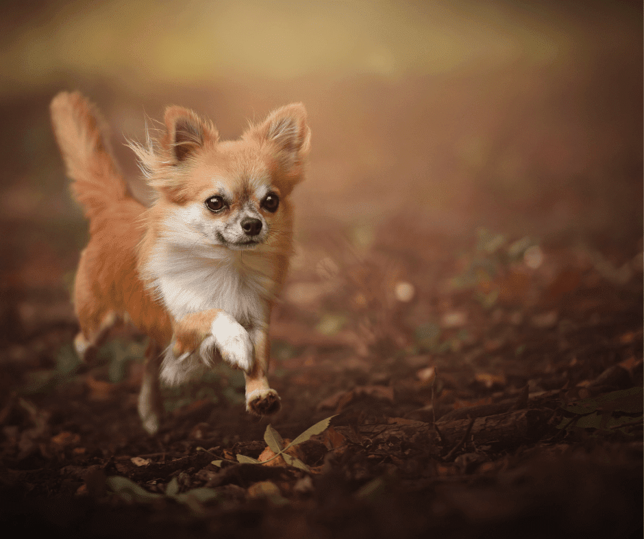 How Long Do Chihuahuas Live?  Ultimate Chi~Wee~Wee Guide