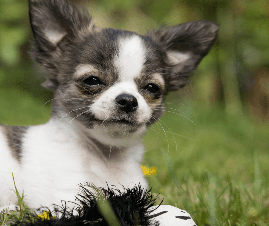 how to make your chihuahua live longer