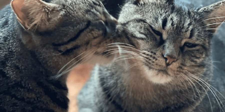 why do cats lick each other