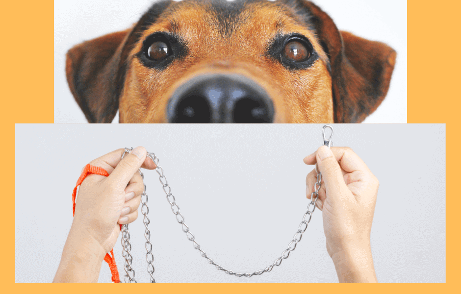 Where Should You Attach A Leash to A Choke Chain Style Collar