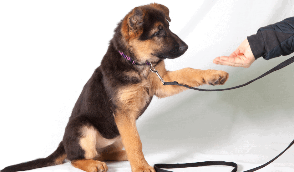 be your own dog trainer for beginners