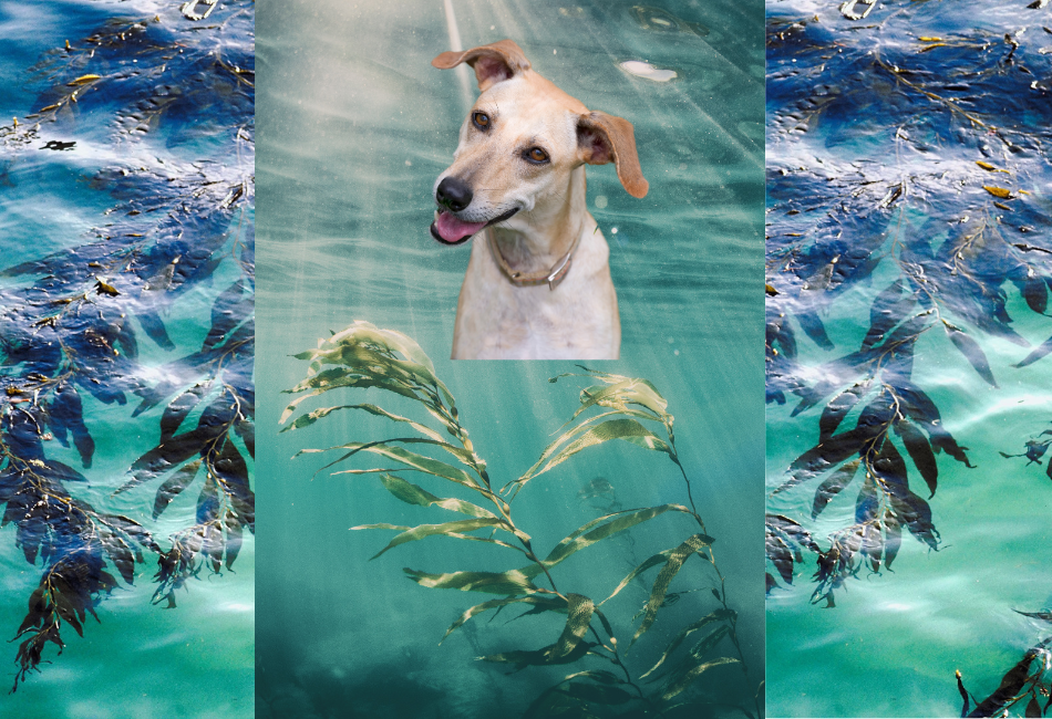 Can Dogs Eat SeaWeed? 10 Reasons Why They Should
