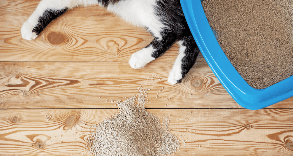 Cat Peeing Outside the Litter Box? INSTANT Fix For This Problem