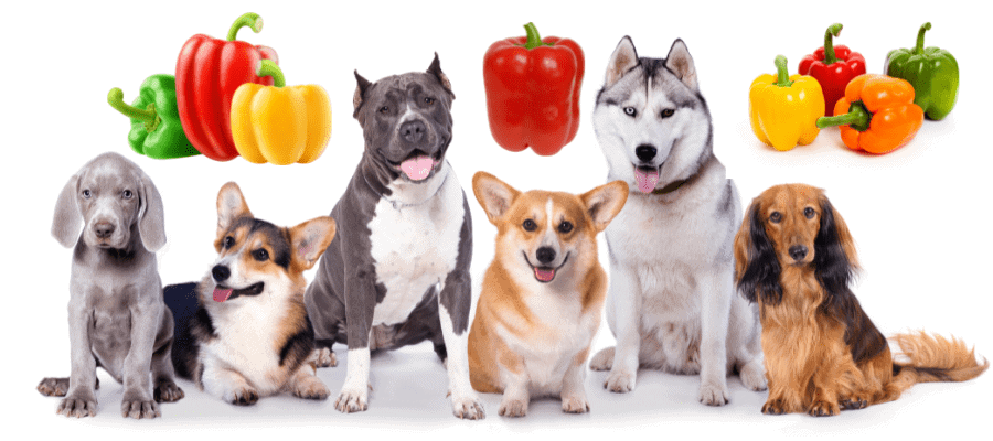 Can Dogs Eat Bell Peppers? Find Out WHICH Ones