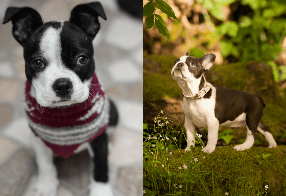 Boston Terrier vs. French Bulldog: Which One Is For You?