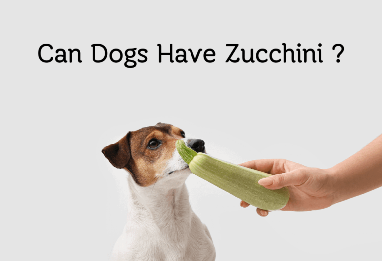 Can Dogs Have Zucchini