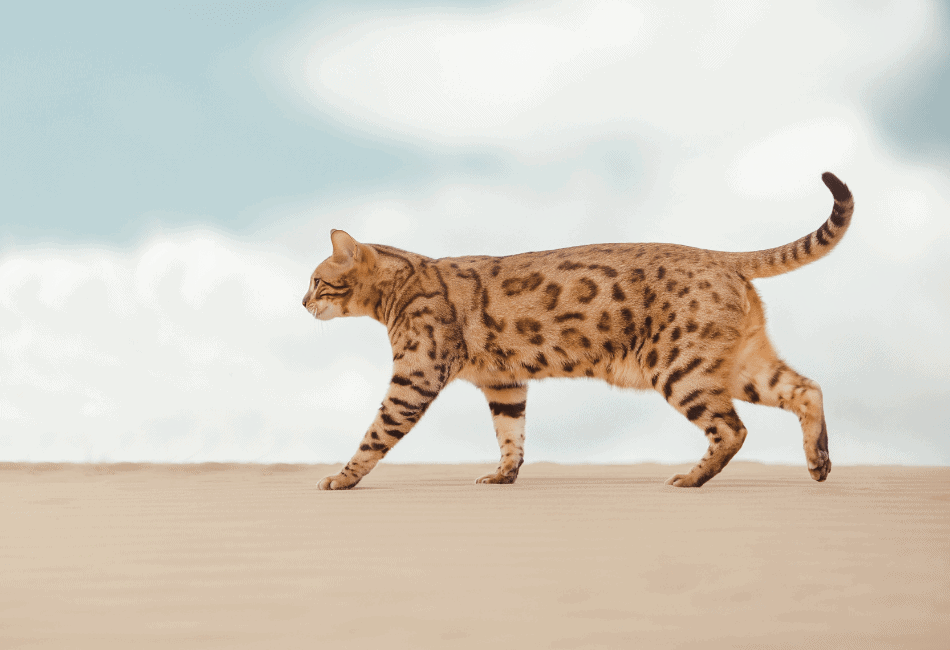 savannah cat f1