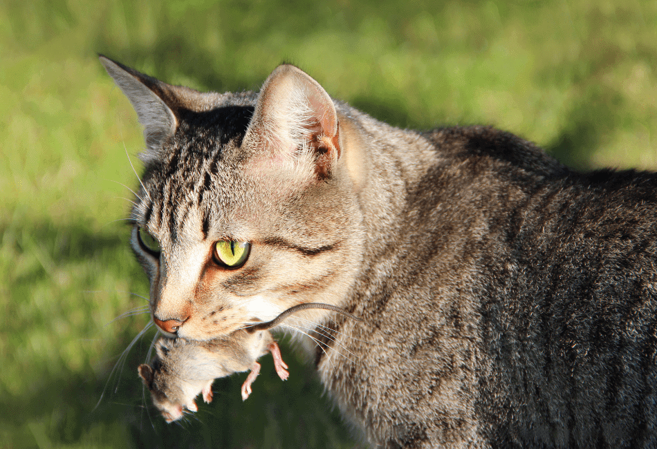 Do Cats Eat Mice How To Handle A Natural Feline Hunter