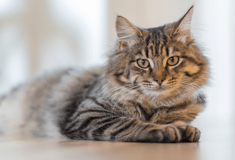 What do cats like to eat for breakfast