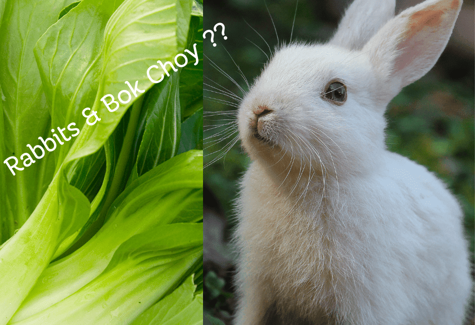 Can Rabbits Eat Bok Choy? A Bunny's Best Friend