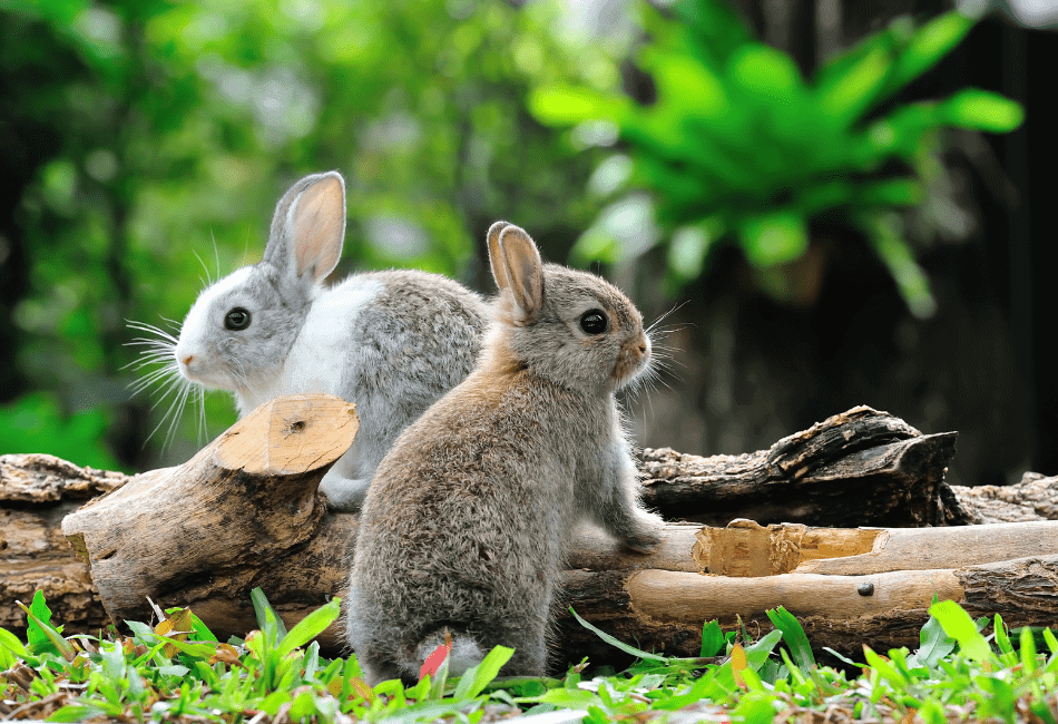 can bunnies eat bok choy