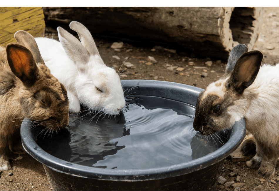 do rabbits drink water