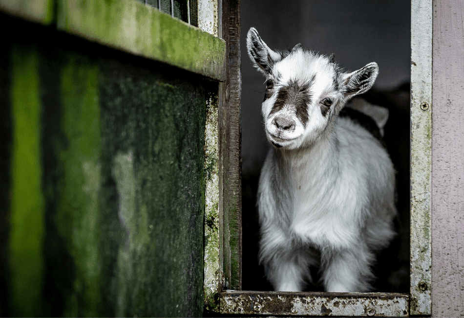 how long do pygmy goats live