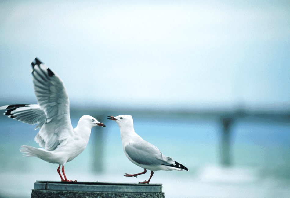 seagulls at the beach
