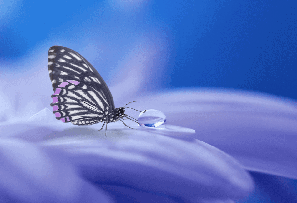 why are butterflies called butterflies