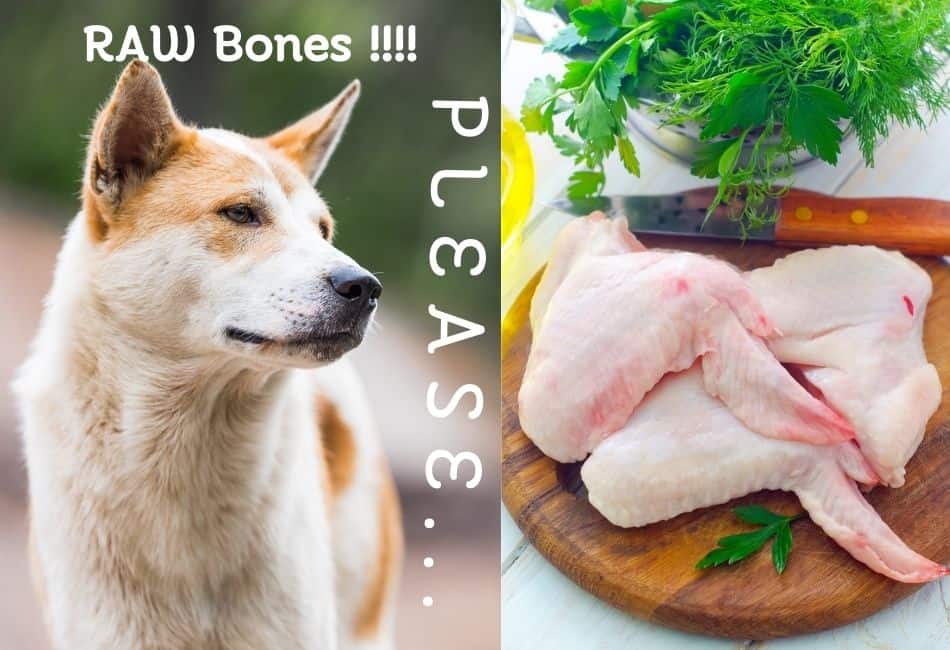 Can Dogs Eat Raw Chicken Bones? Why They Should!