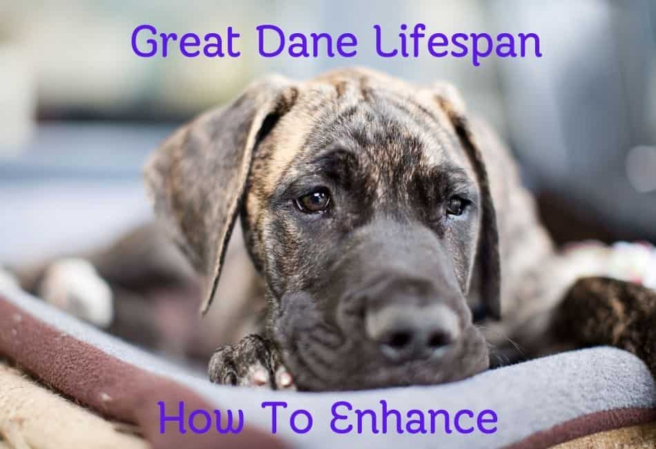 average lifespan of a great dane