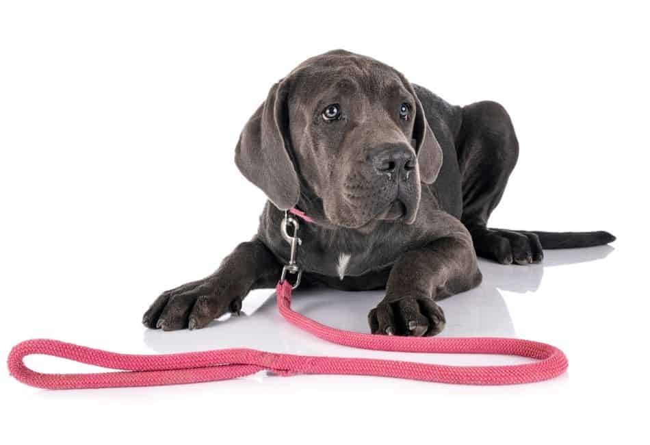 great dane life expectancy