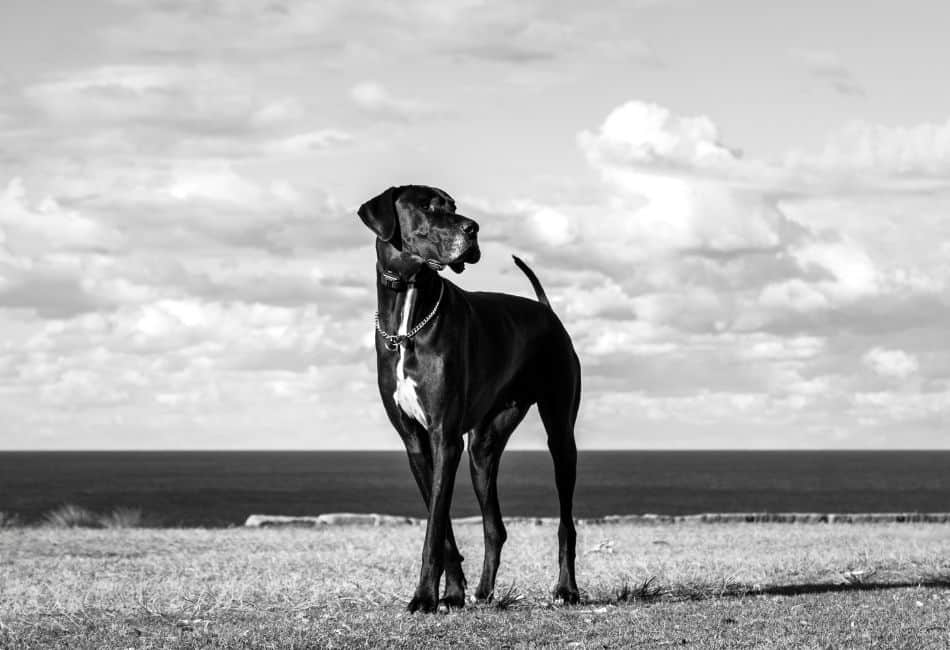 great dane lifespan