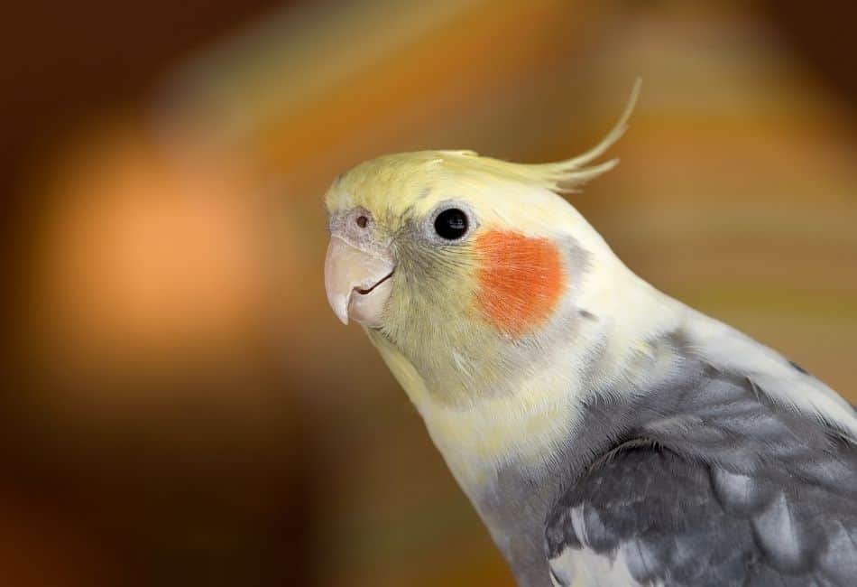 Cockatiel Lifespan:  Everything You Need To Know Guide 2022