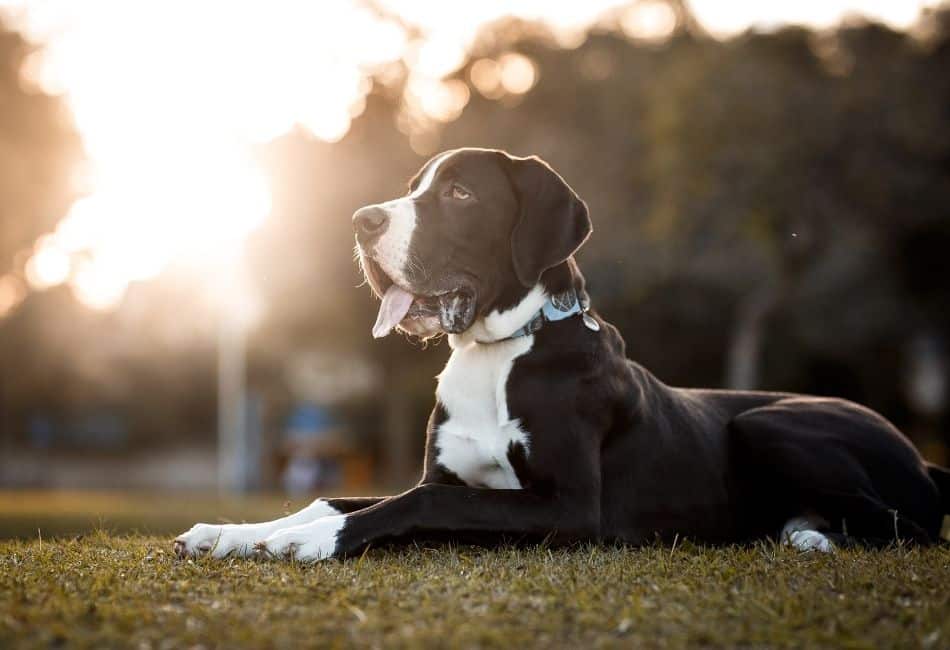 how long do great danes live
