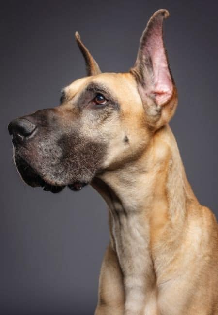great dane lifespan