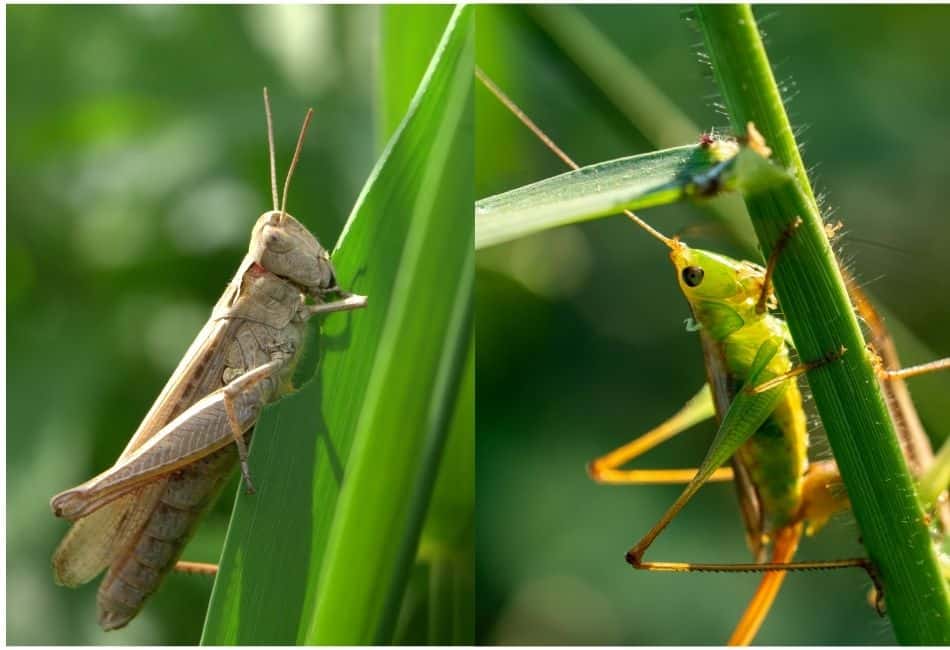 whats the difference between grasshoppers an crickets