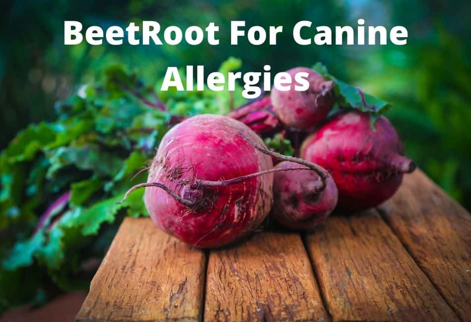 beet for dog allergies