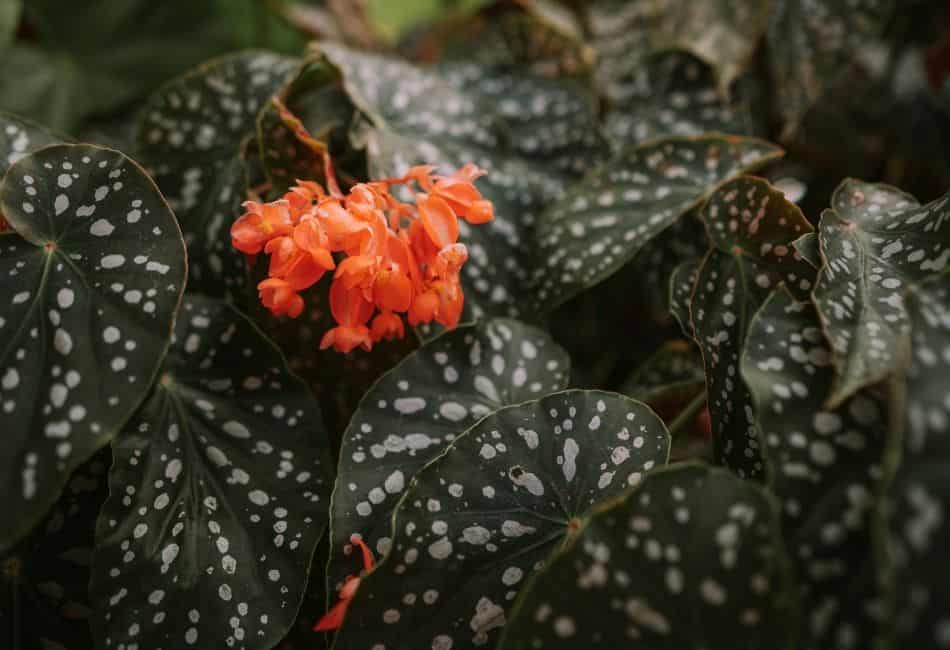 Begonia Maculata Care: Official How To Care Guide 2022