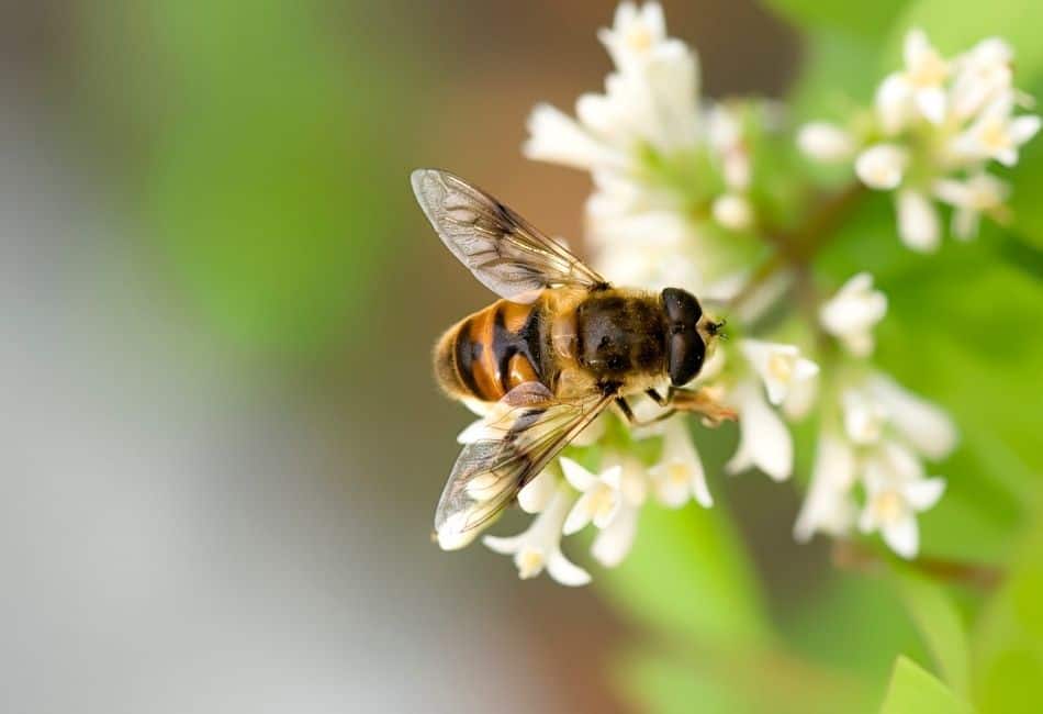 honey bees on flowers