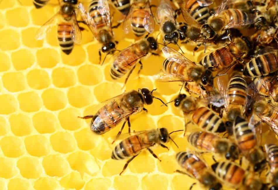 do bees eat honey
