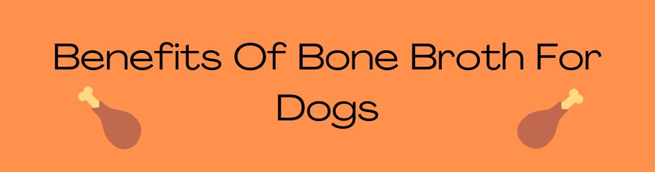 Benefits Of Bone Broth For Dogs