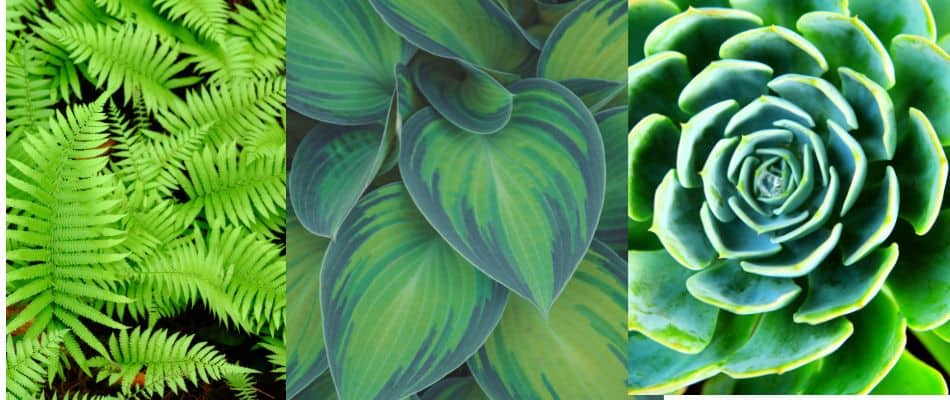 landscaping ideas to block neighbors