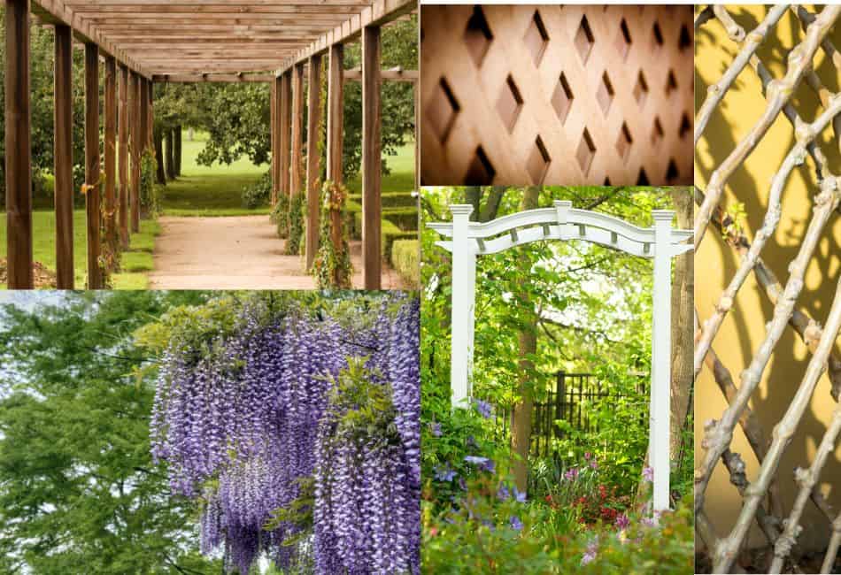 trellis ideas for privacy