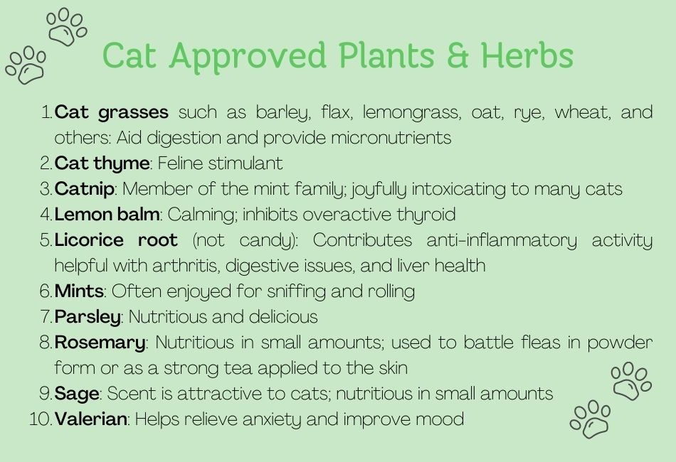 Are spider plants toxic to cats