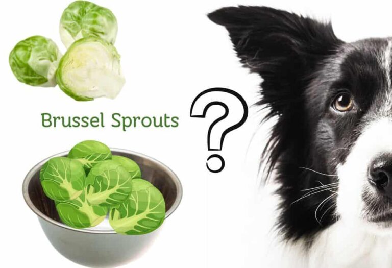 can dogs eat Brussel sprouts